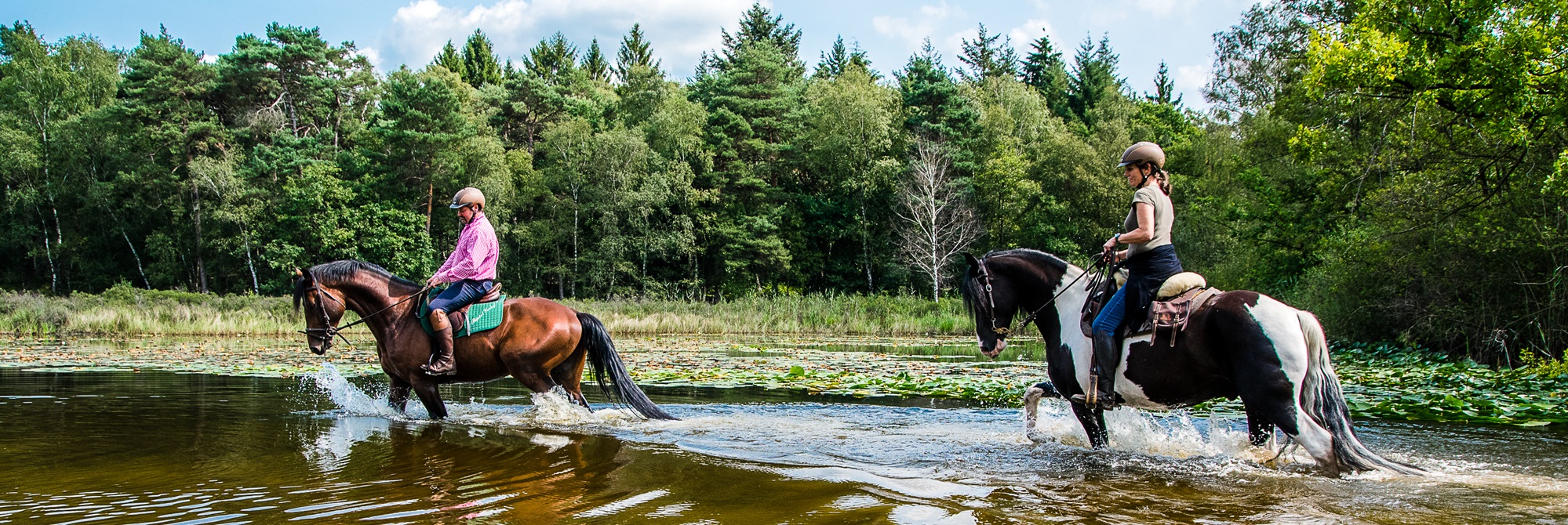 Twee ruiters steken te paard een ondiepe waterpartij over in een bosrijk gebied in Limburg, omgeven door waterplanten en bomen.