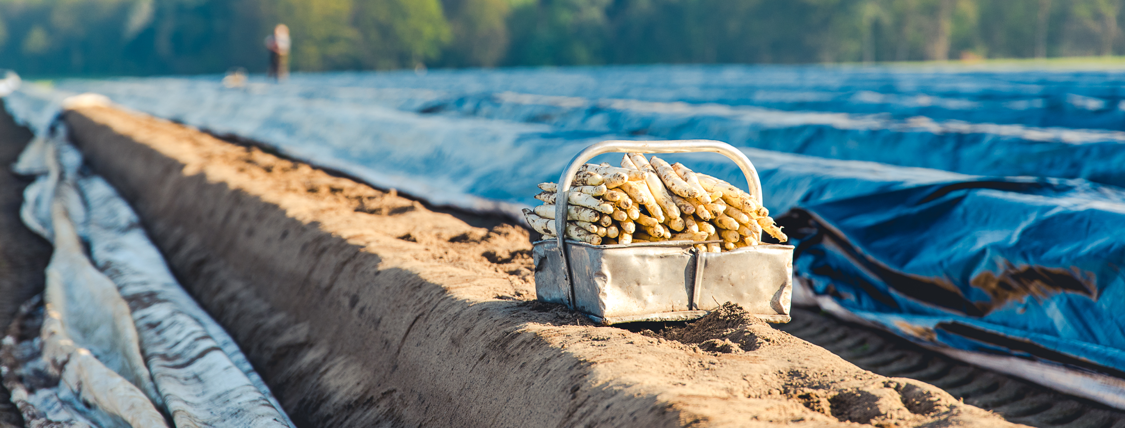 asperges in mand op een aspergebed
