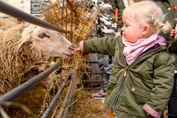 Meisje voert hooi aan een schaap in Roerdalen