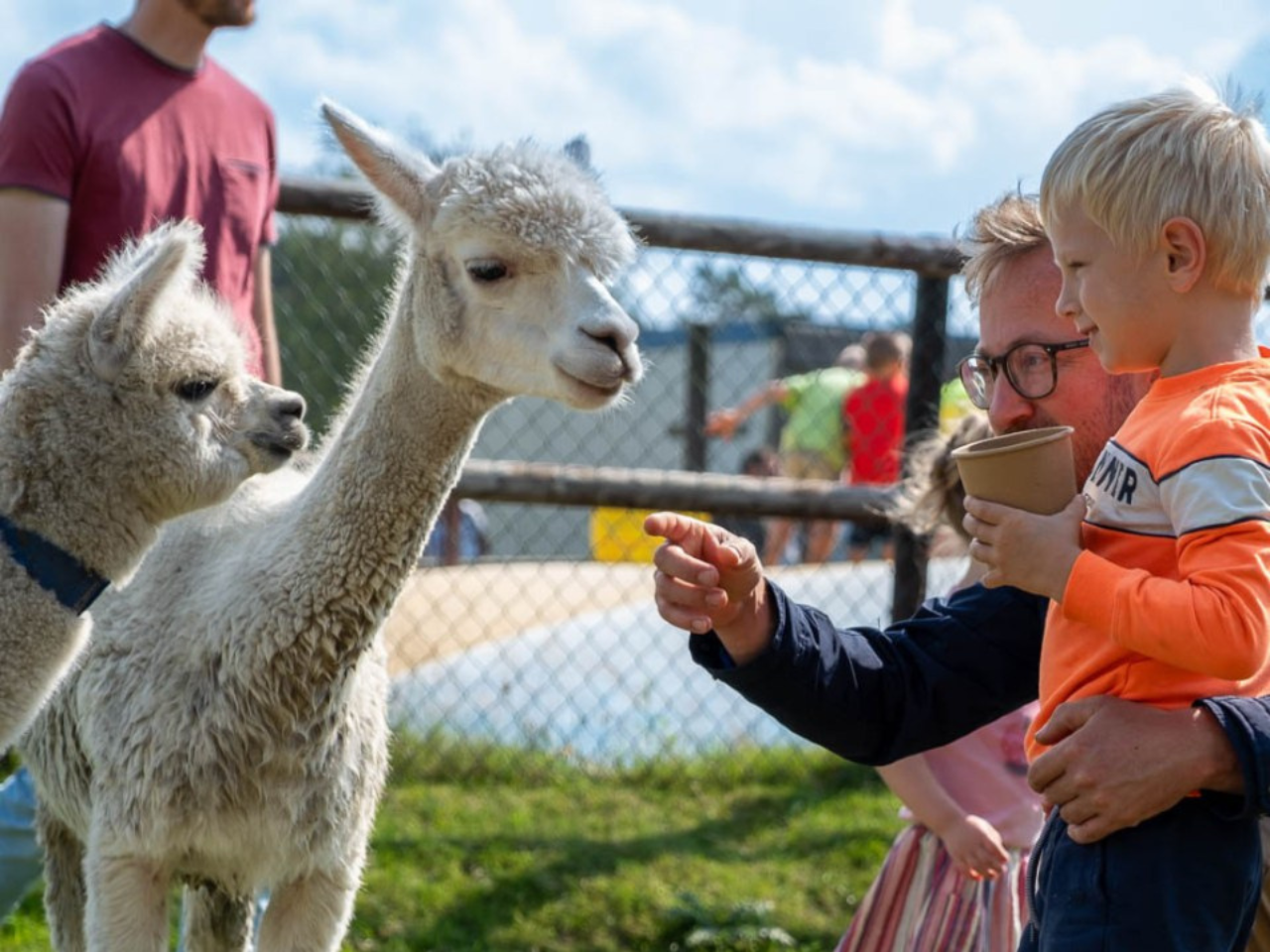 A boy is standing with his father in the meadow with alpacas