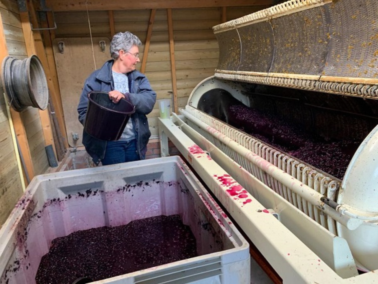 Vineyard de Deelgaarderberg