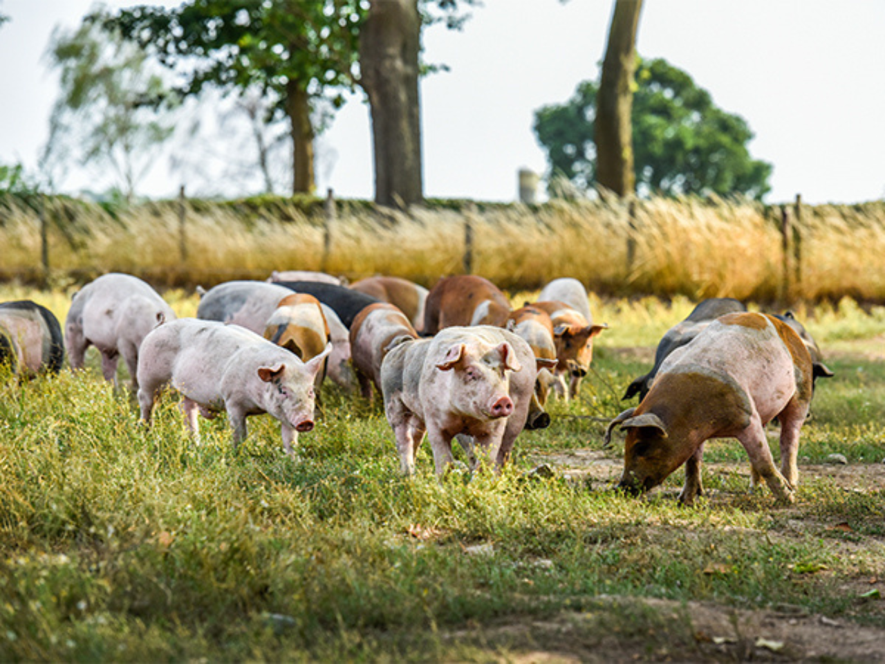 Limburg Regional Products