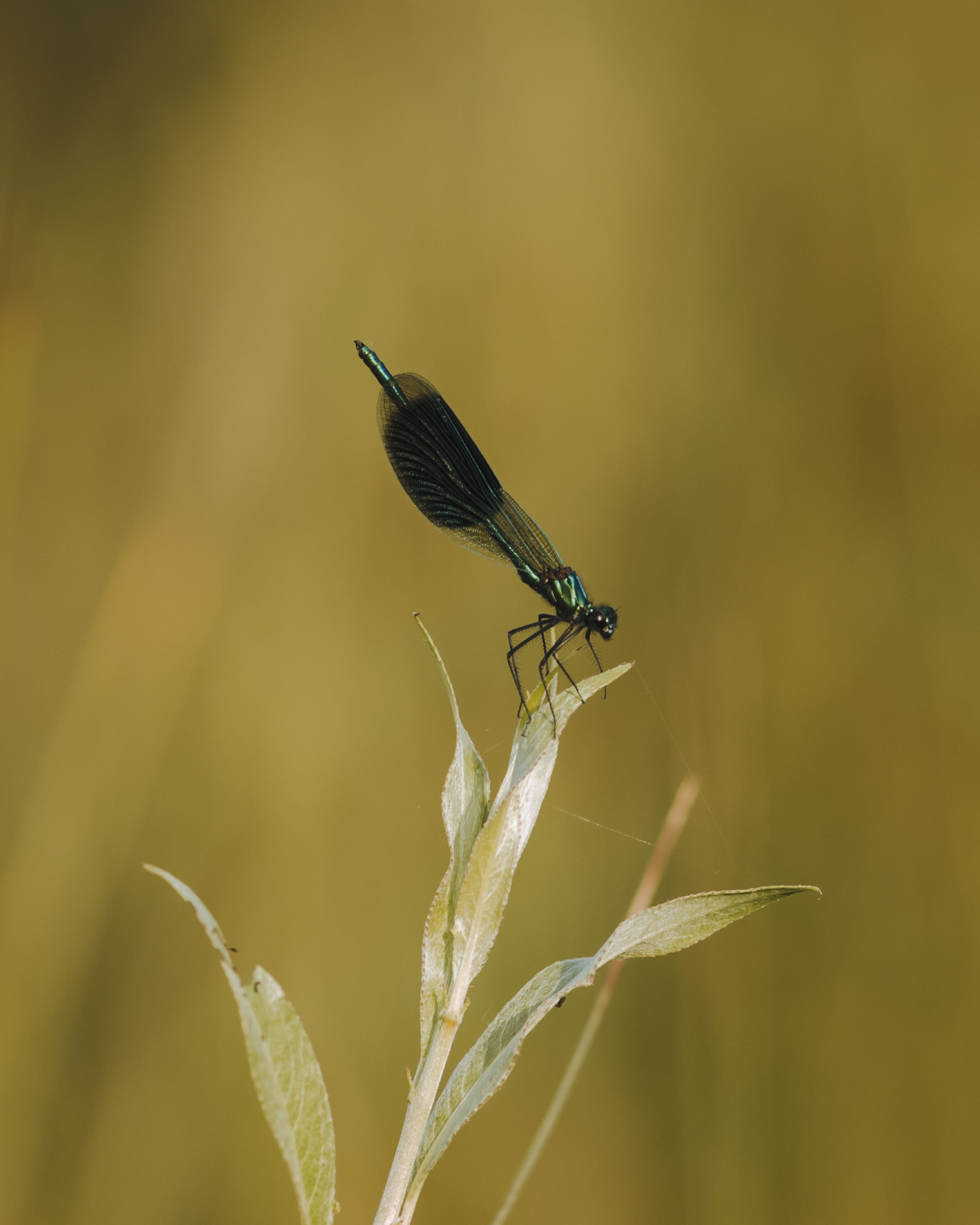 Een glanzende blauwe juffer zit op de top van een lichtgroene plant tegen een onscherpe, geelgroene achtergrond. De vleugels van het insect zijn donker en doorschijnend, en het lijfje reflecteert het zonlicht.