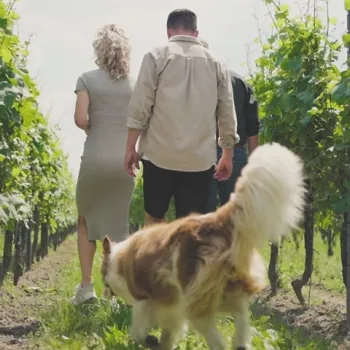 Drie mensen wandelen met een hond door een wijngaard op een zonnige dag.