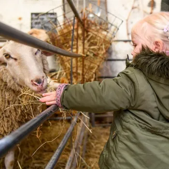 Een jong meisje voert hooi aan een schaap in een stal tijdens een bezoek aan een kinderboerderij in Limburg.