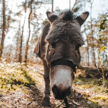 Ezel kijkt recht in de camera op een bospad tijdens een wandeling in de natuur.