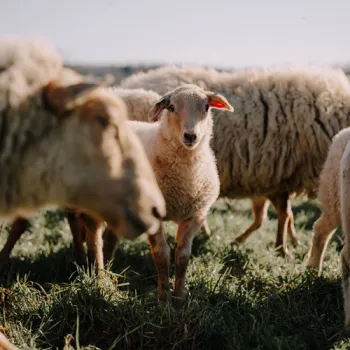 Lammetje staat tussen een kudde schapen in de wei, in het zachte voorjaarslicht op het Limburgse platteland.
